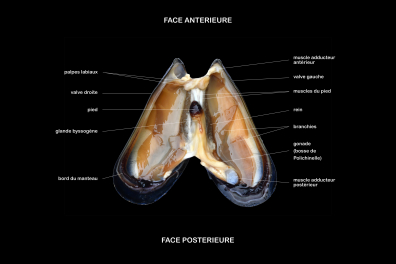 Anatomie d'une Moule (Mytilus galloprovincialis) - vue légendée